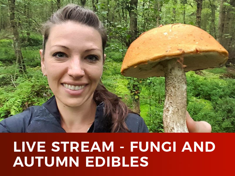Live Stream – Fungi and Autumn Edibles